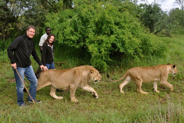 African-Lion-Walk