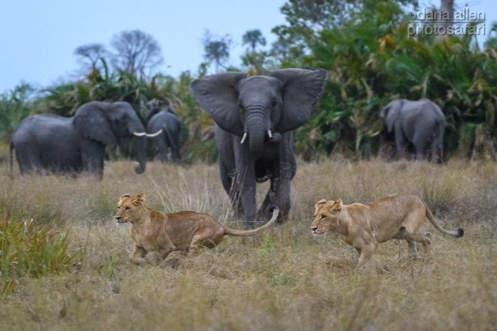 Chobe Game Drive Image