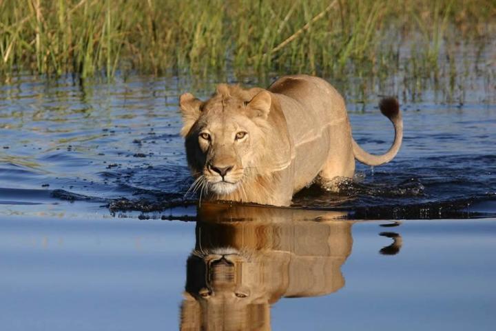 Chobe Game Drive Image