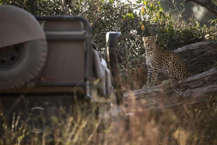 Chobe Game Drive Image