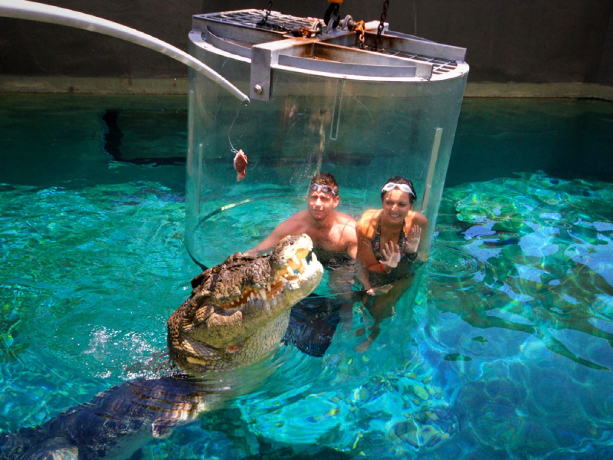 Crocodile-Cage-Diving-Victoria-Falls