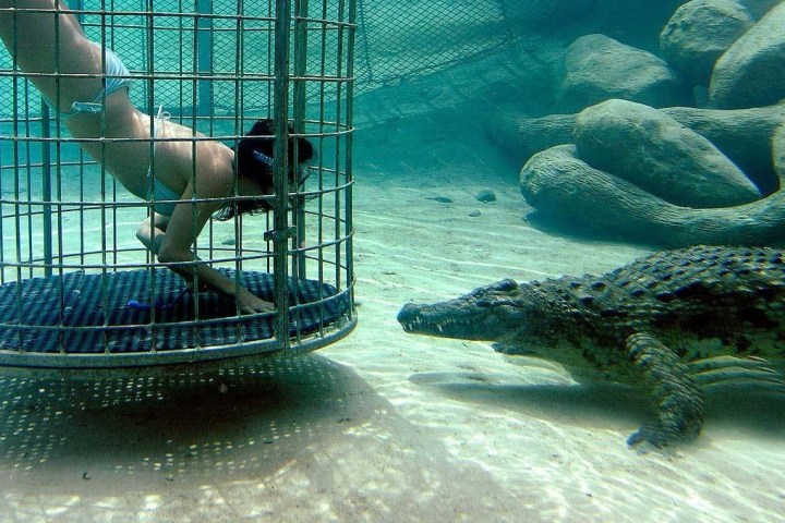 Crocodile Cage Diving in Victoria