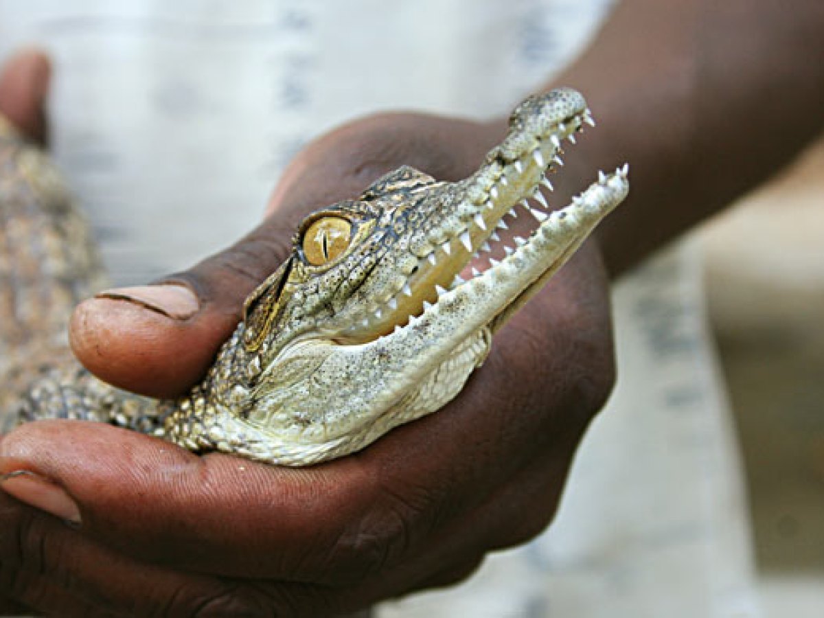 Crocodile-Farm-Tour