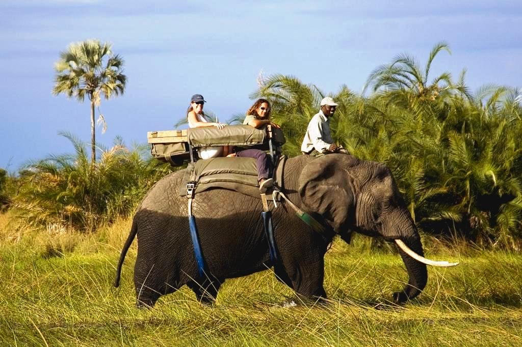 Elephant Back Safari in Victoria Falls | Tamuka Travel