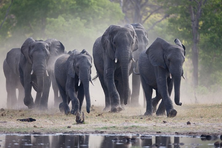 Hwange-Safari-Elephants