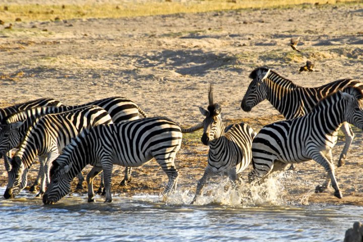 Hwange-Safari-Zebras