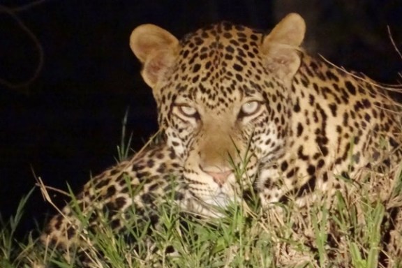 Night-Game-Drives-in-Victoria-Falls