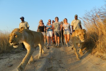 Walking-with-African-Lions