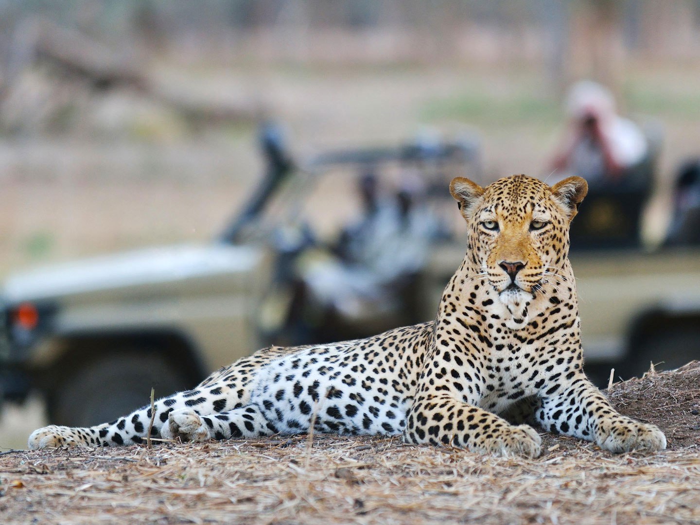 Victoria-Falls-Safari-Leopard