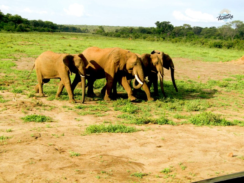 a herd of elephants walking across a grass covered field