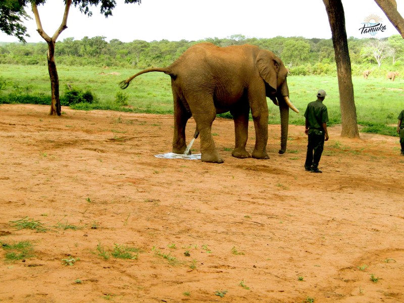 a large elephant standing on top of a dirt field